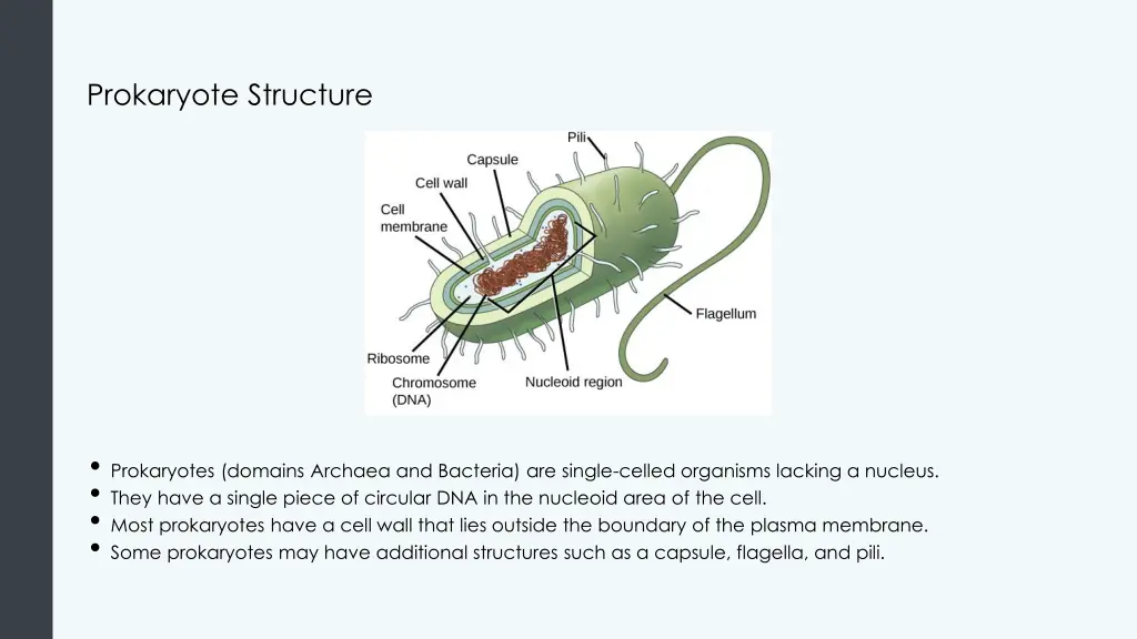 prokaryote structure