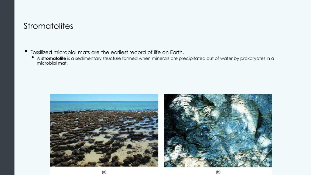 stromatolites