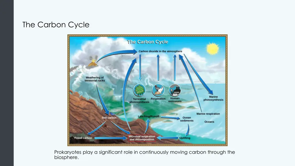 the carbon cycle