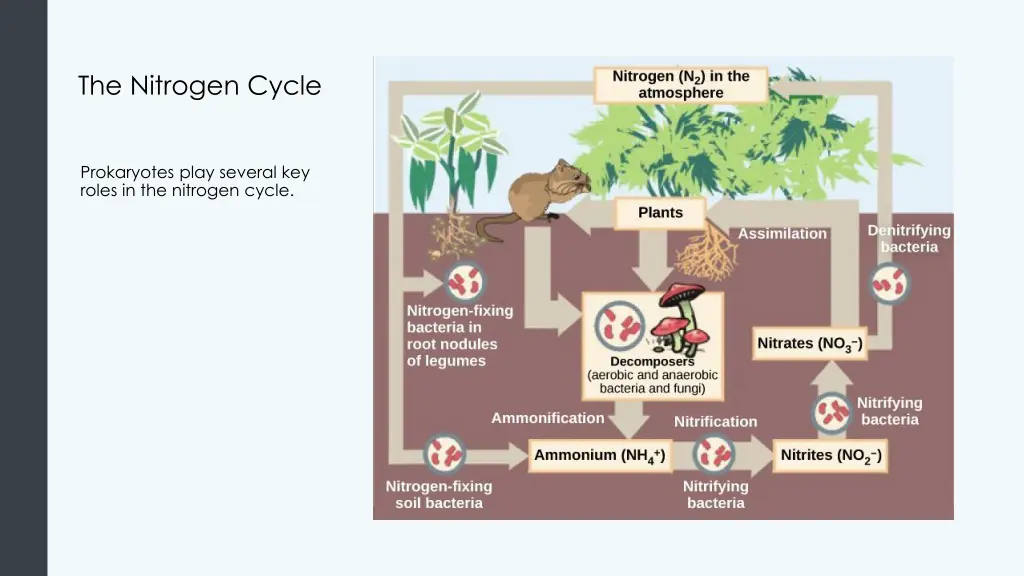 the nitrogen cycle