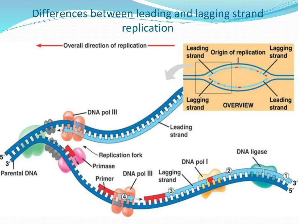 differences between leading and lagging strand