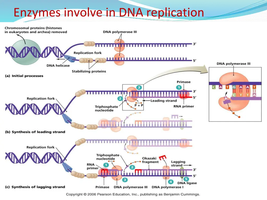 enzymes involve in dna replication