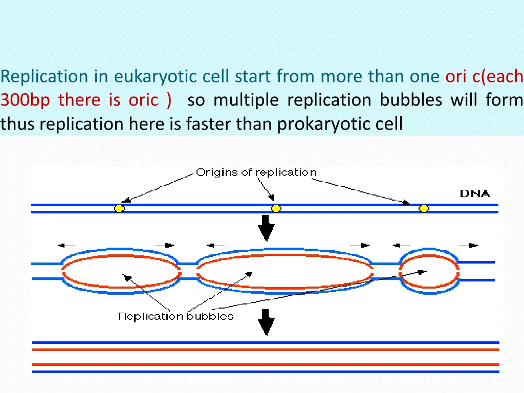 replication in eukaryotic cell start from more