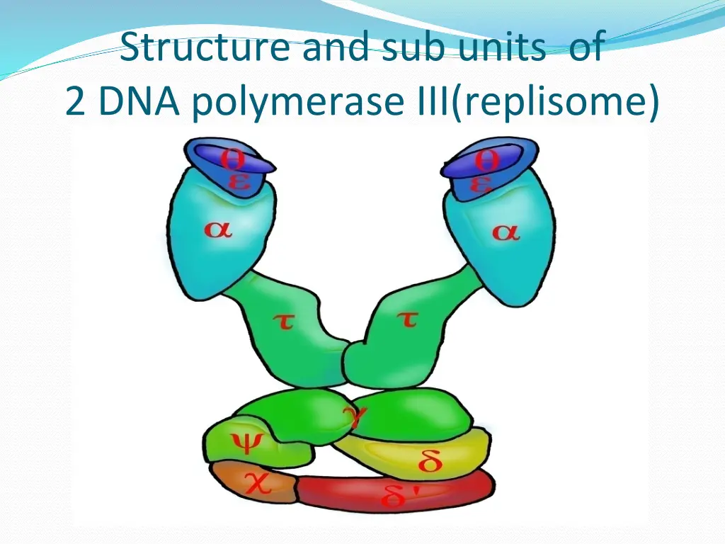 structure and sub units of 2 dna polymerase