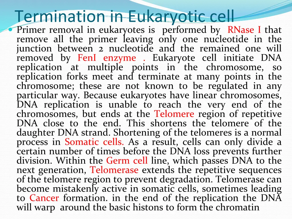 termination in eukaryotic cell primer removal