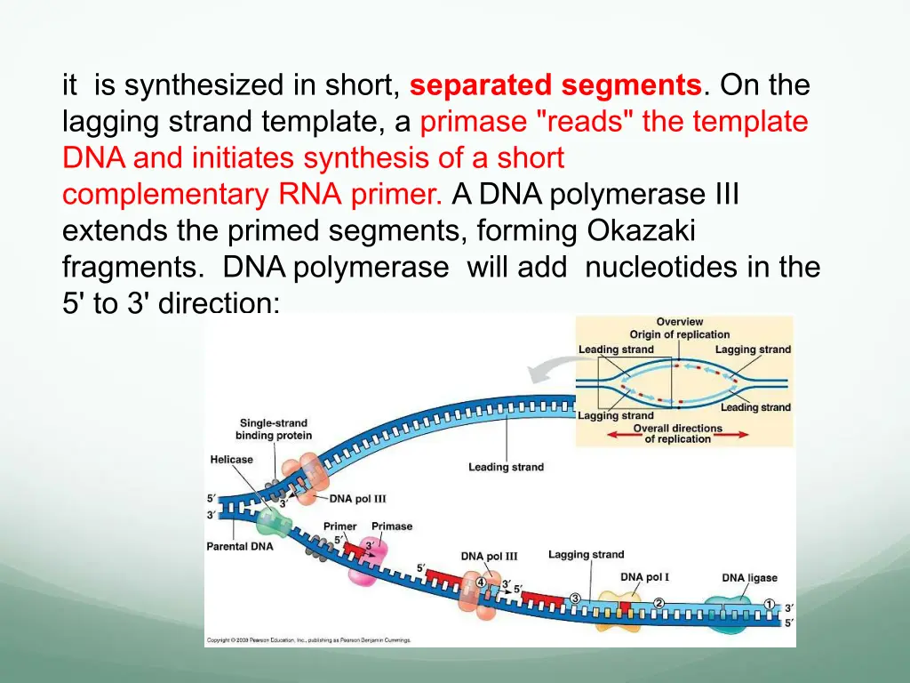 it is synthesized in short separated segments