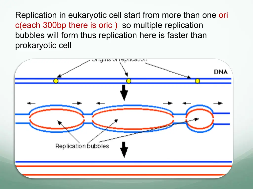 replication in eukaryotic cell start from more