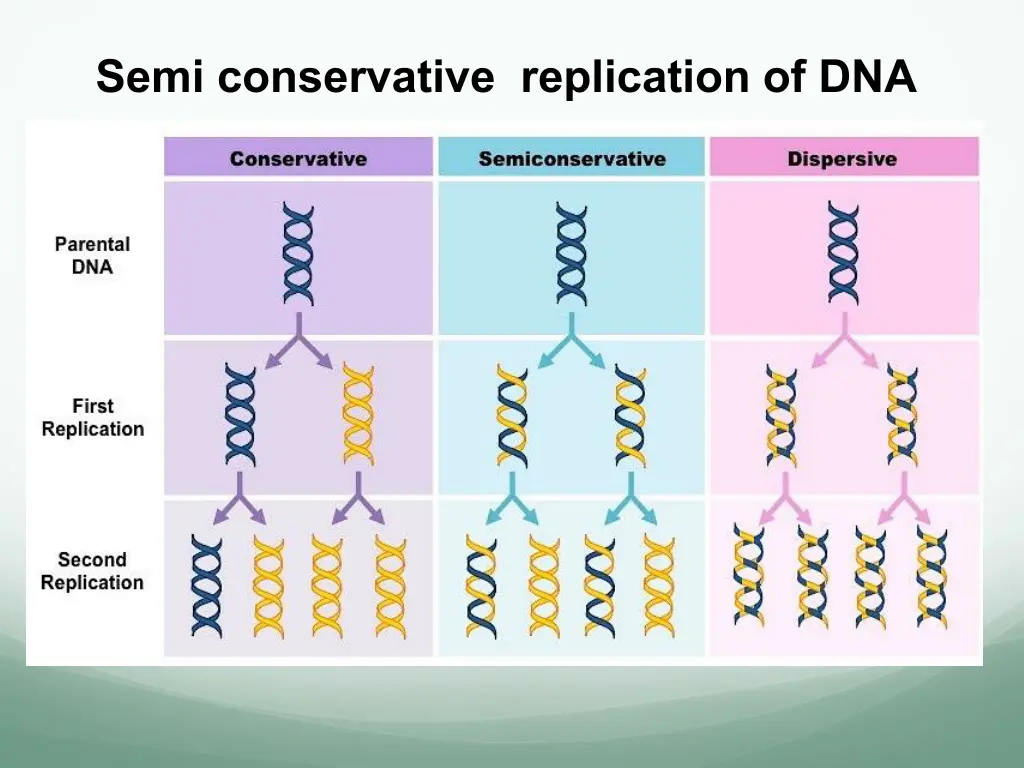 semi conservative replication of dna