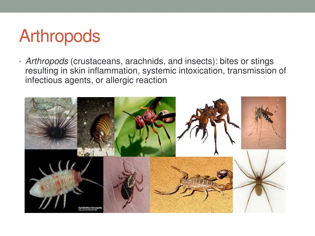 arthropods