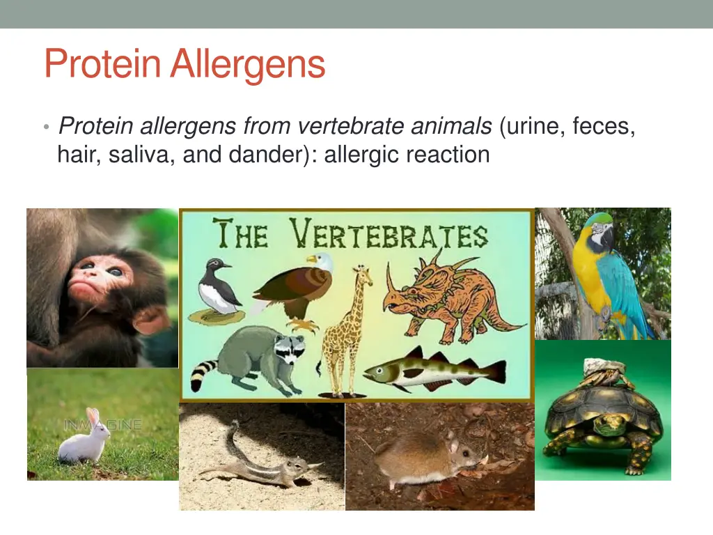 protein allergens