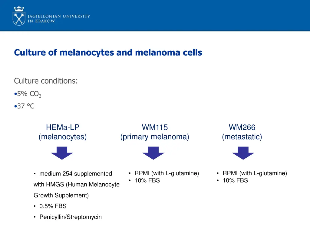 culture of melanocytes and melanoma cells