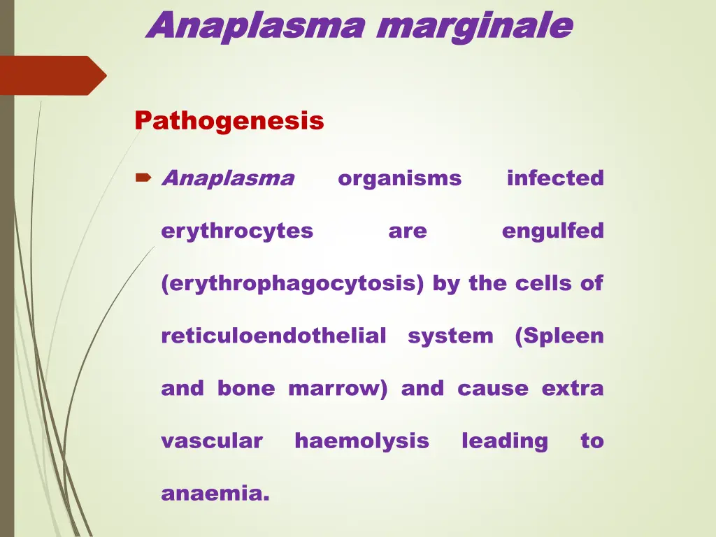 anaplasma anaplasma marginale 4