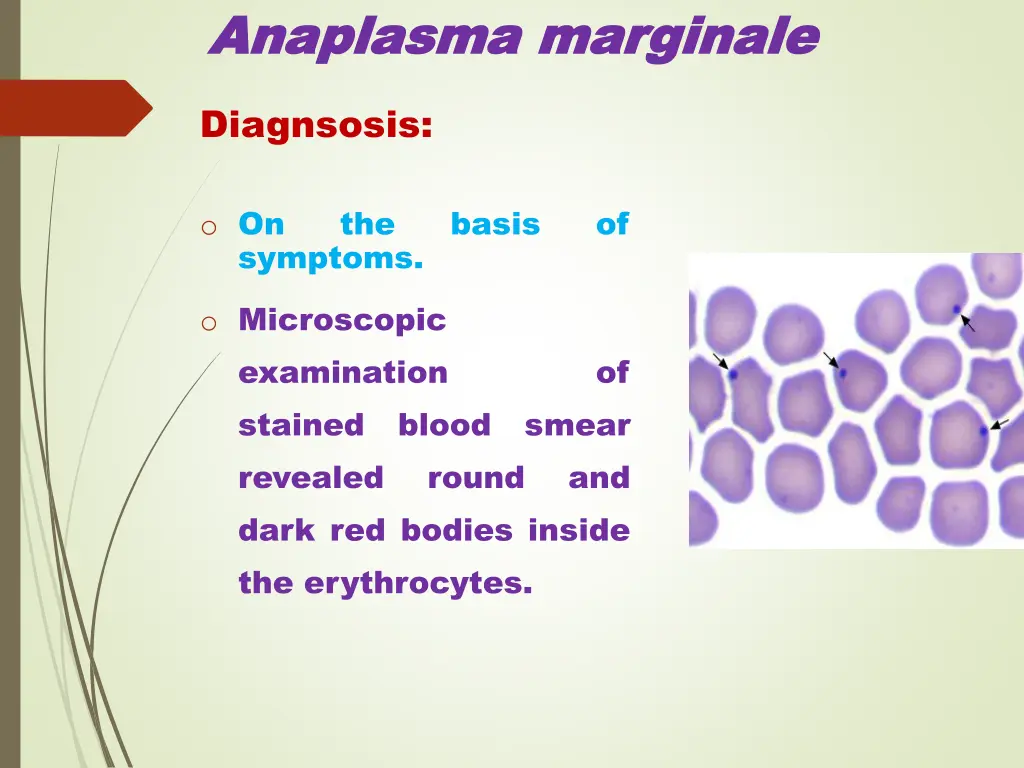 anaplasma anaplasma marginale 6