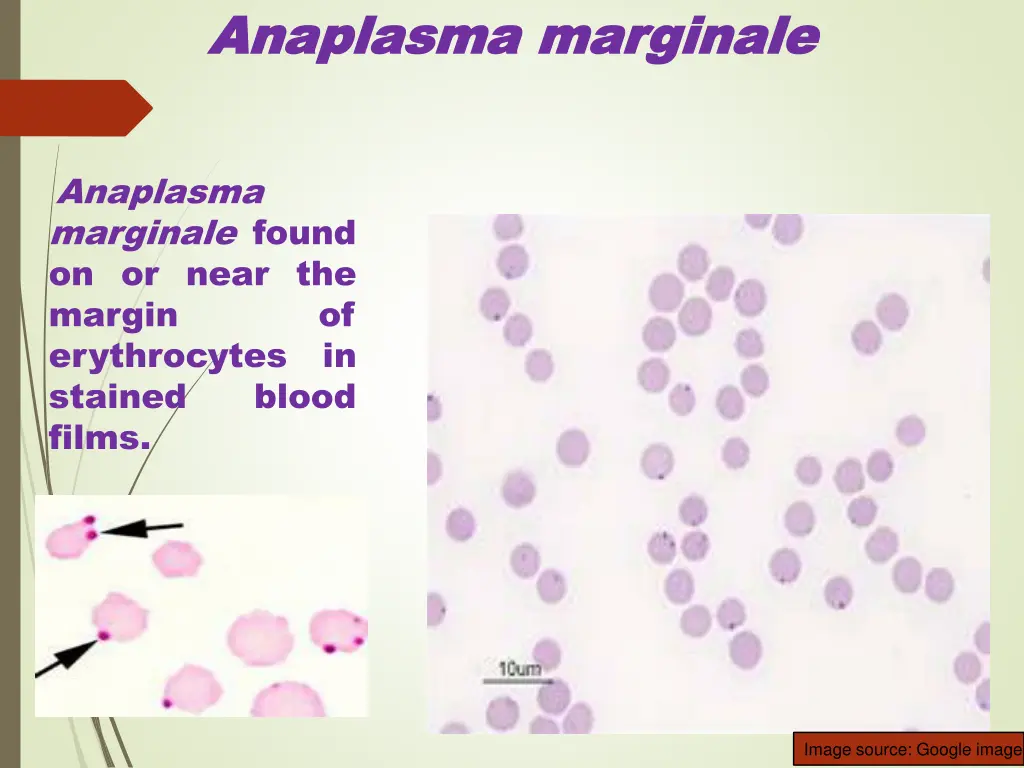 anaplasma anaplasma marginale