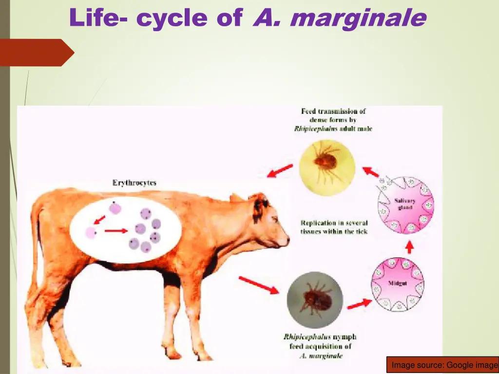 life cycle of a marginale