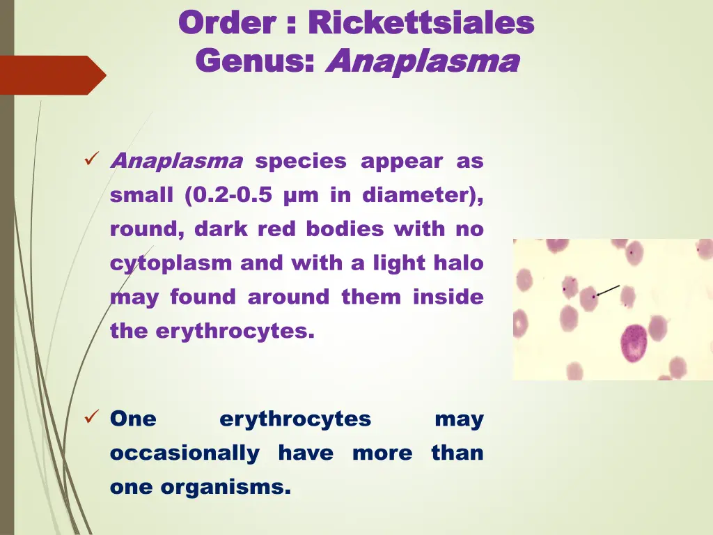 order order rickettsiales rickettsiales genus