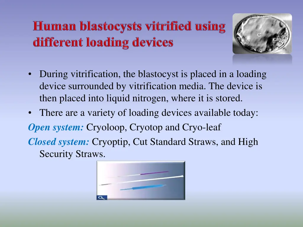 during vitrification the blastocyst is placed