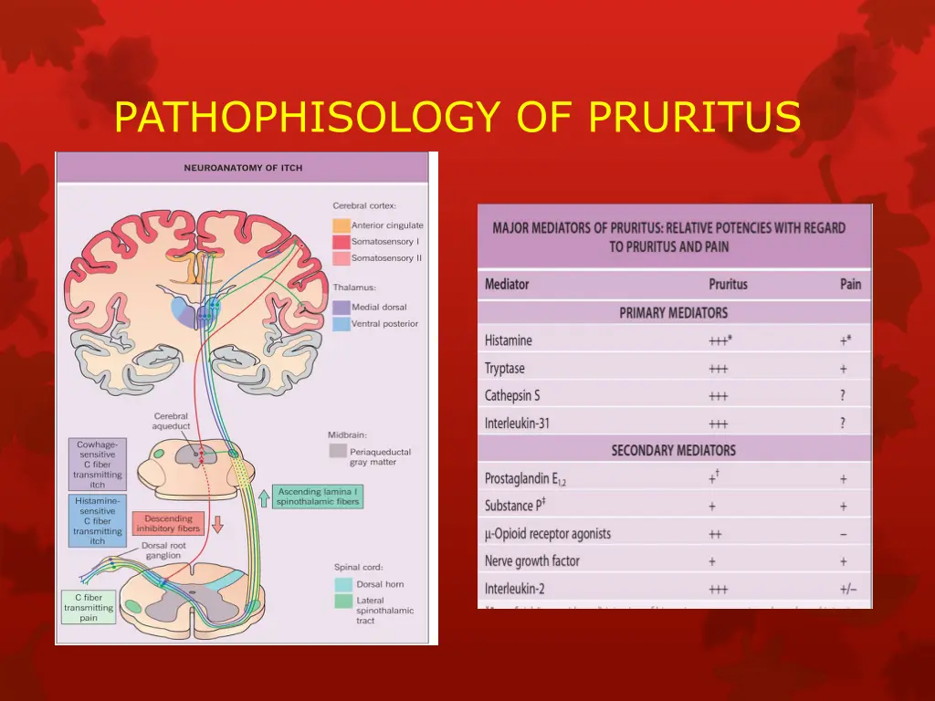 pathophisology of pruritus 2