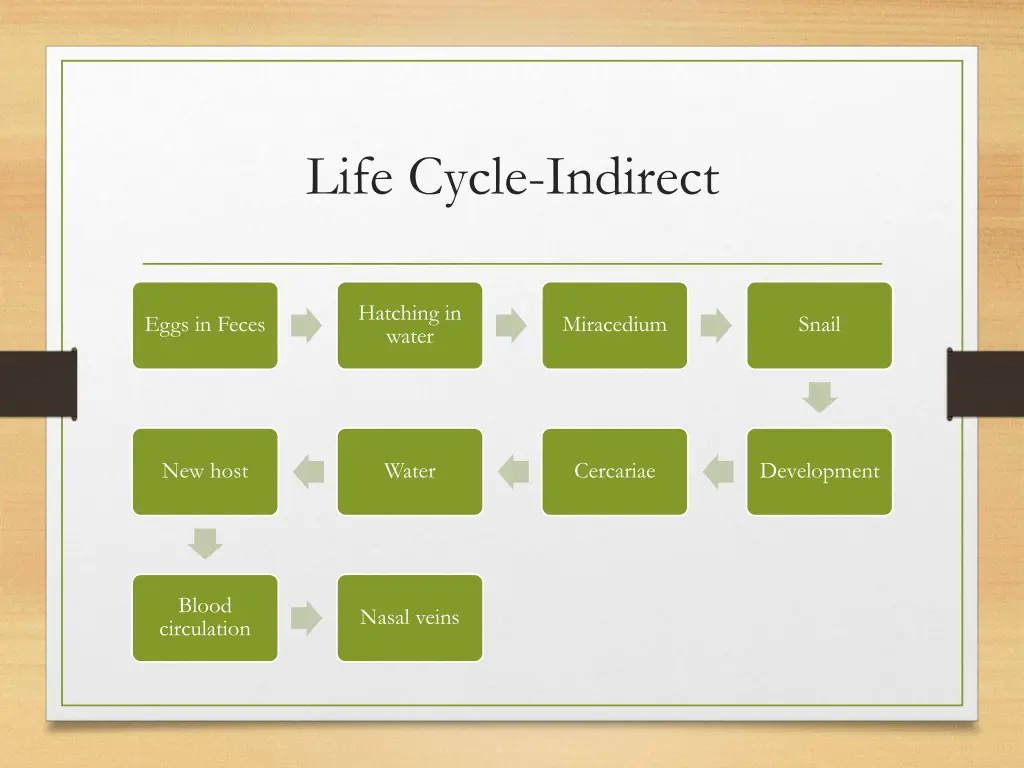 life cycle indirect