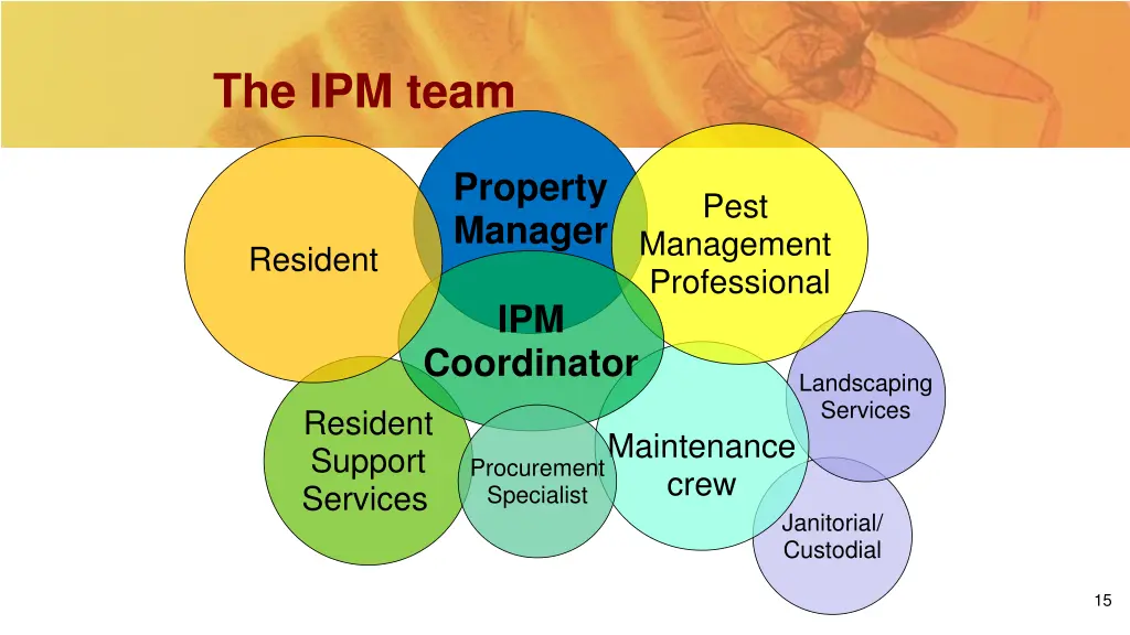 the ipm team