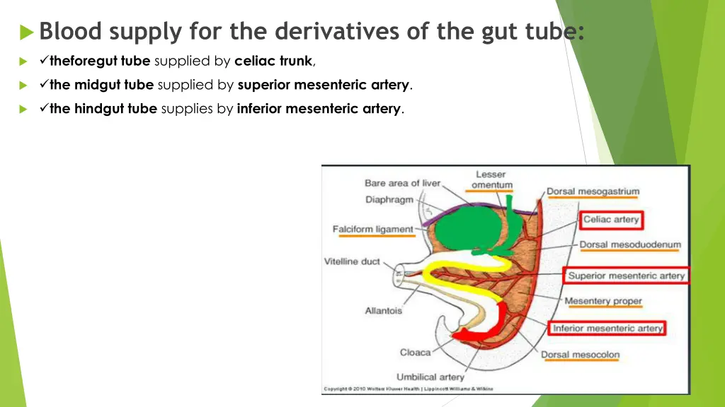 blood supply for the derivatives of the gut tube