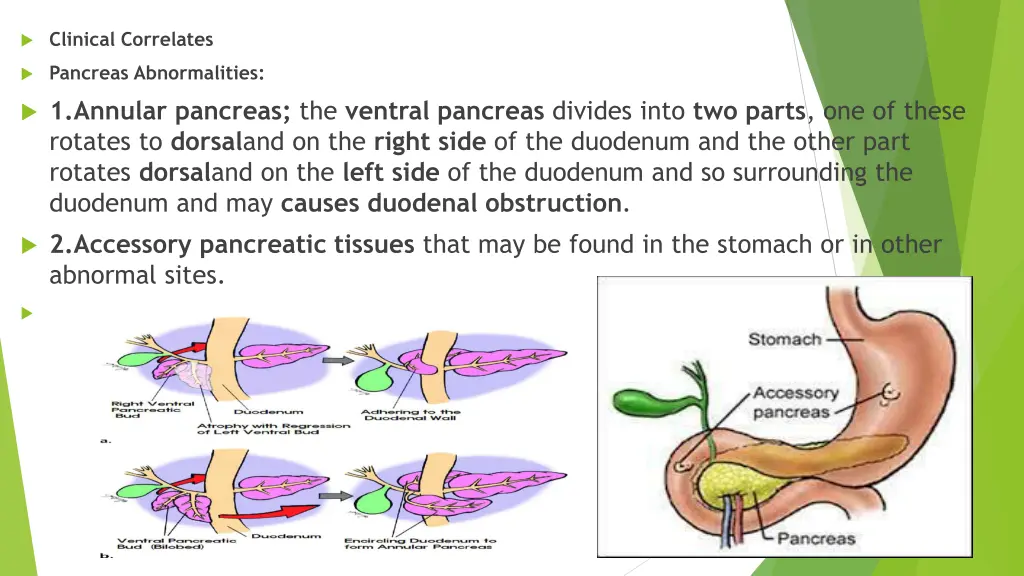 clinical correlates 3