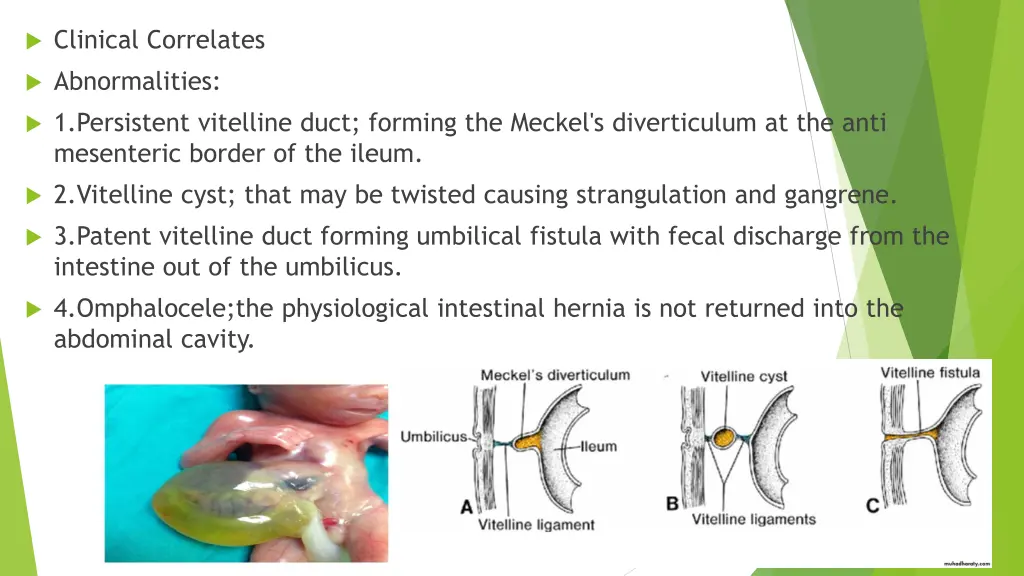 clinical correlates 4