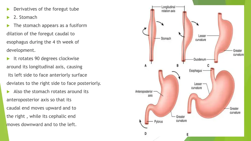 derivatives of the foregut tube 1