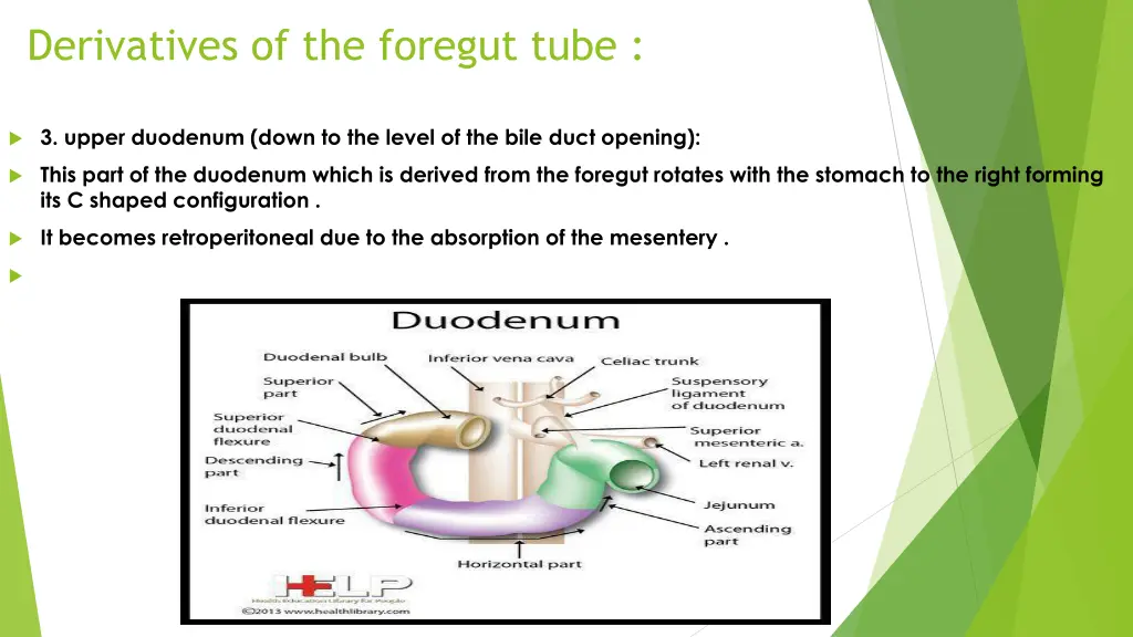 derivatives of the foregut tube 2