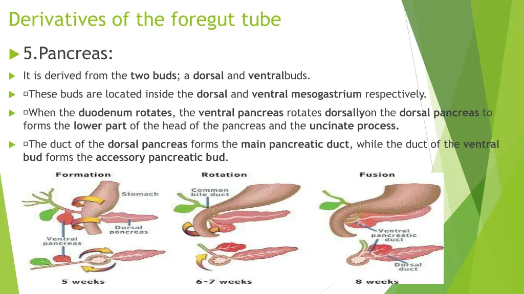 derivatives of the foregut tube 4