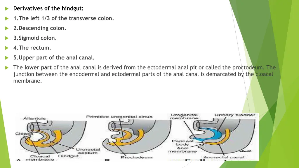 derivatives of the hindgut