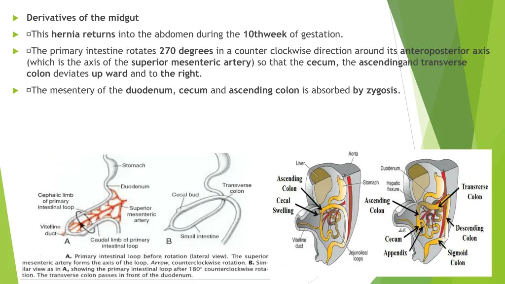 derivatives of the midgut 1