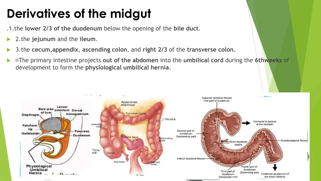 derivatives of the midgut