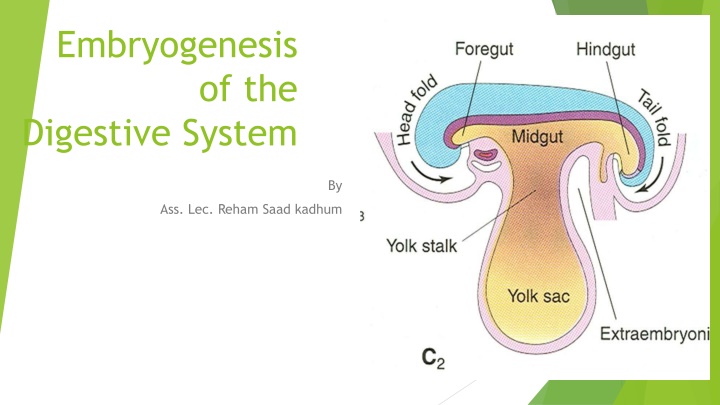 embryogenesis