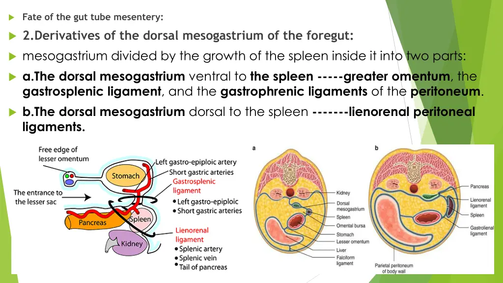 fate of the gut tube mesentery 2