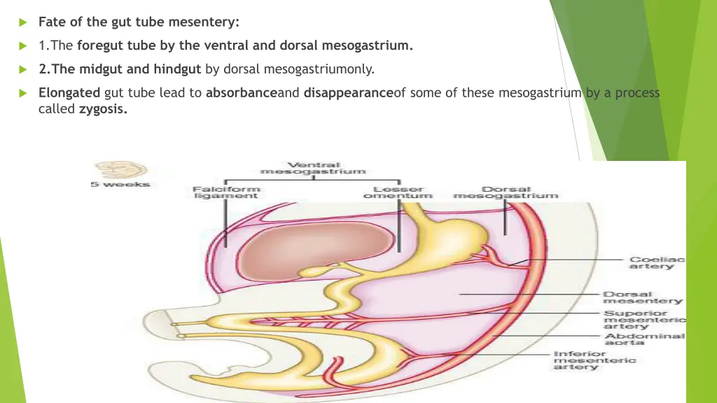 fate of the gut tube mesentery