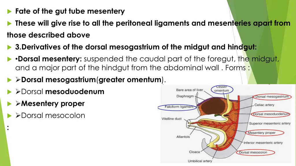 fate of the gut tube mesentery these will give