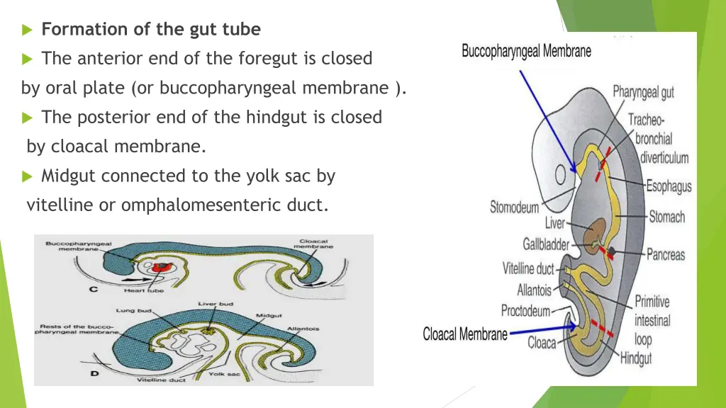 formation of the gut tube 1