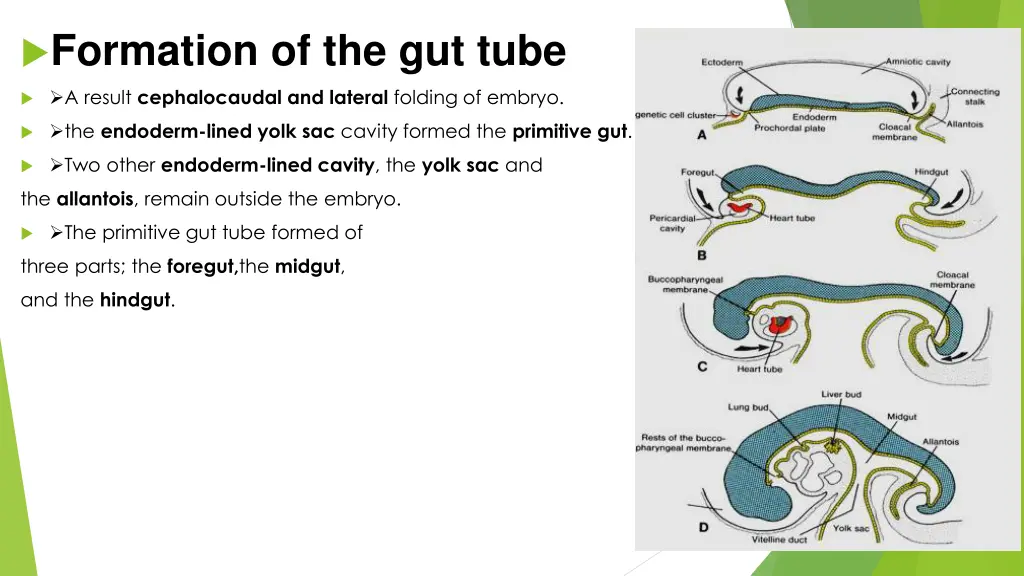 formation of the gut tube