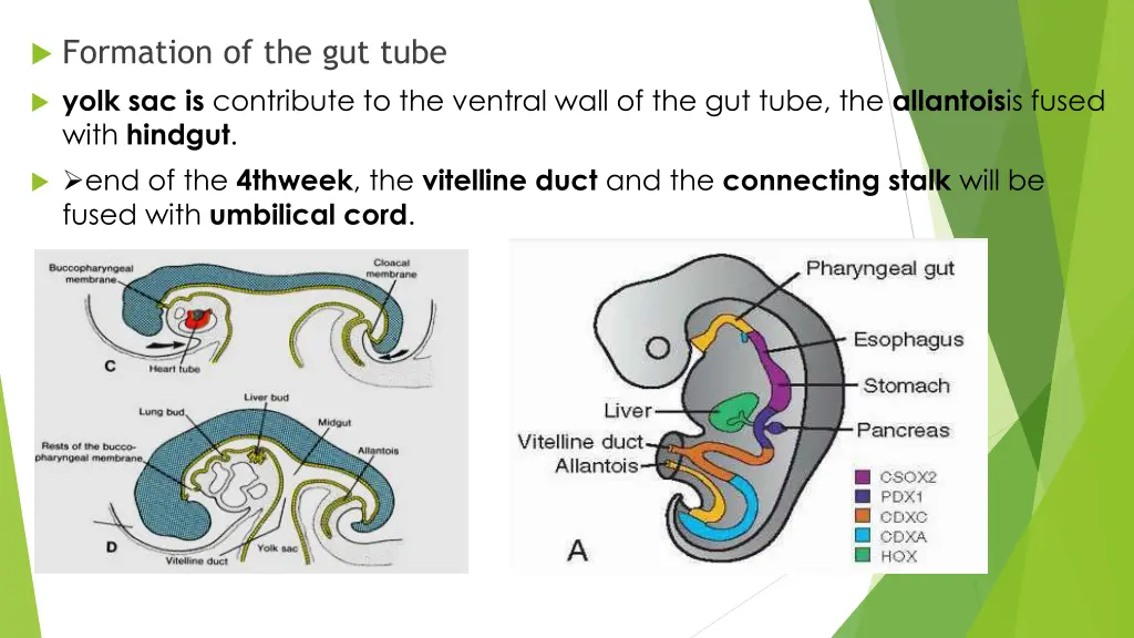 formation of the gut tube yolk sac is contribute