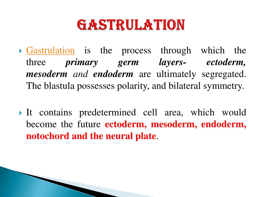 gastrulation three mesoderm and endoderm