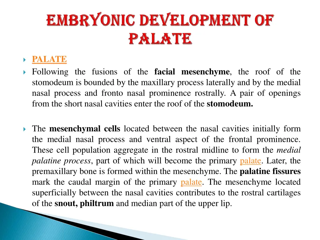 palate following the fusions of the facial