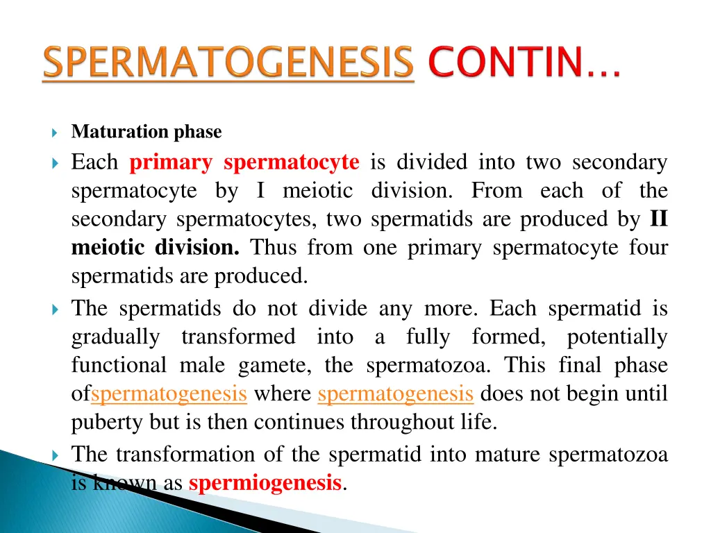 spermatogenesis 2