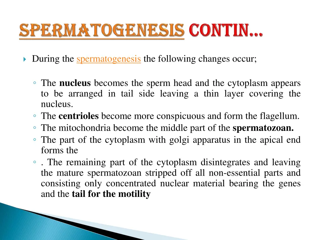 spermatogenesis 3