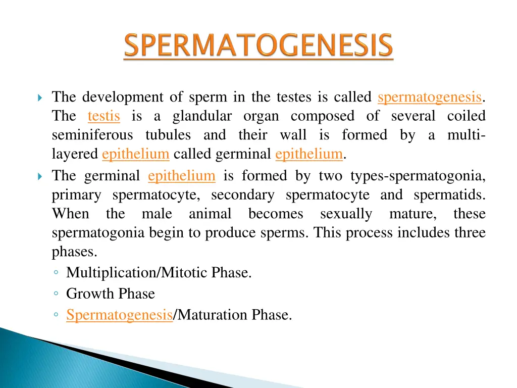 spermatogenesis