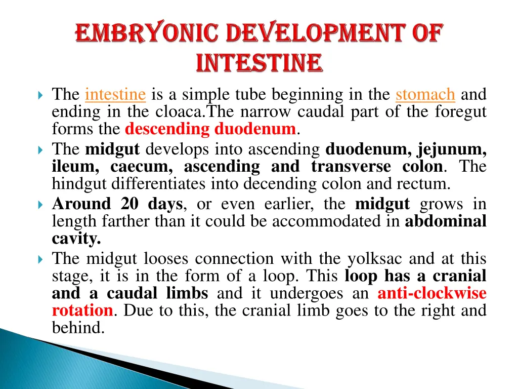 the intestine is a simple tube beginning