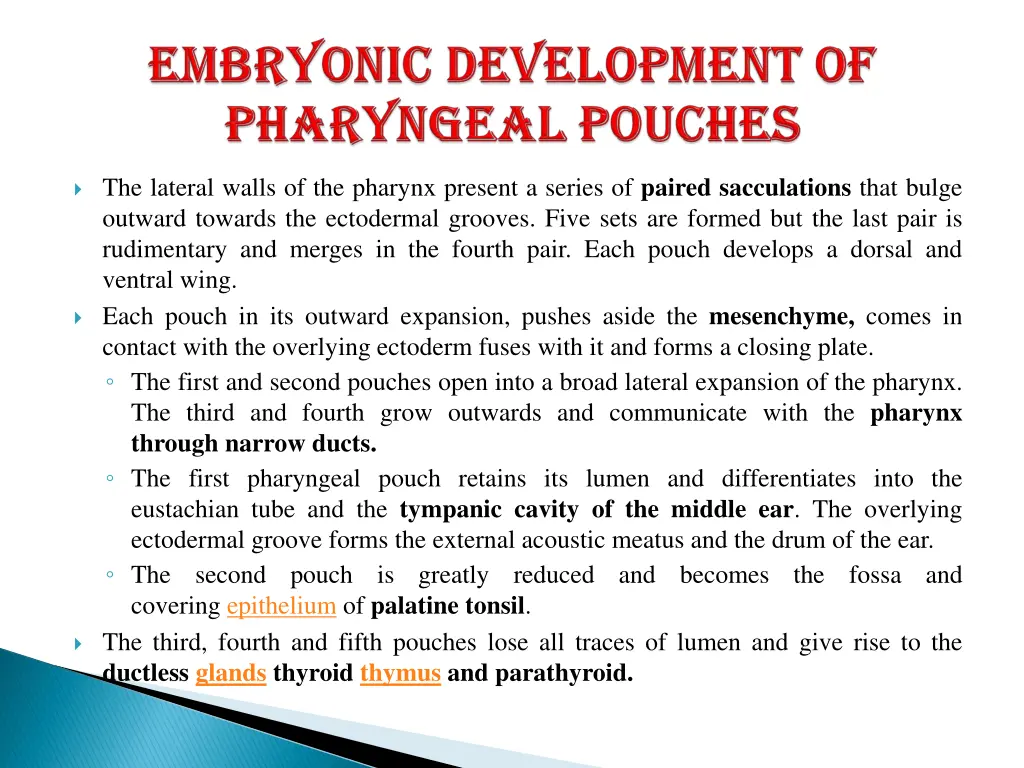 the lateral walls of the pharynx present a series