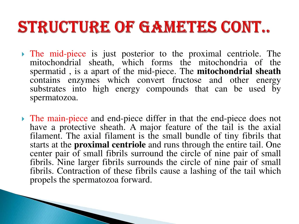 the mid piece is just posterior to the proximal