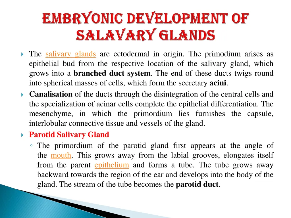 the salivary glands are ectodermal in origin