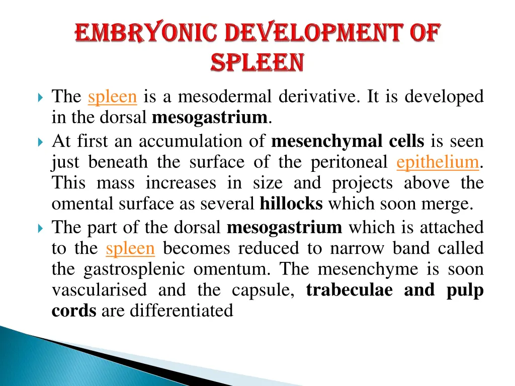 the spleen is a mesodermal derivative